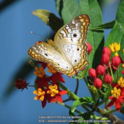 Location: Daytona Beach, Florida
Date: 2015-11-11
#Pollination  White Peacock Butterfly (Anartia jatrophae) visitin