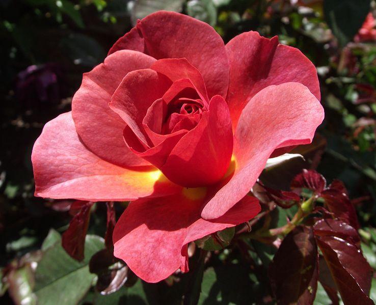 Photo of Floribunda Rose (Rosa 'Cinco de Mayo') uploaded by robertduval14