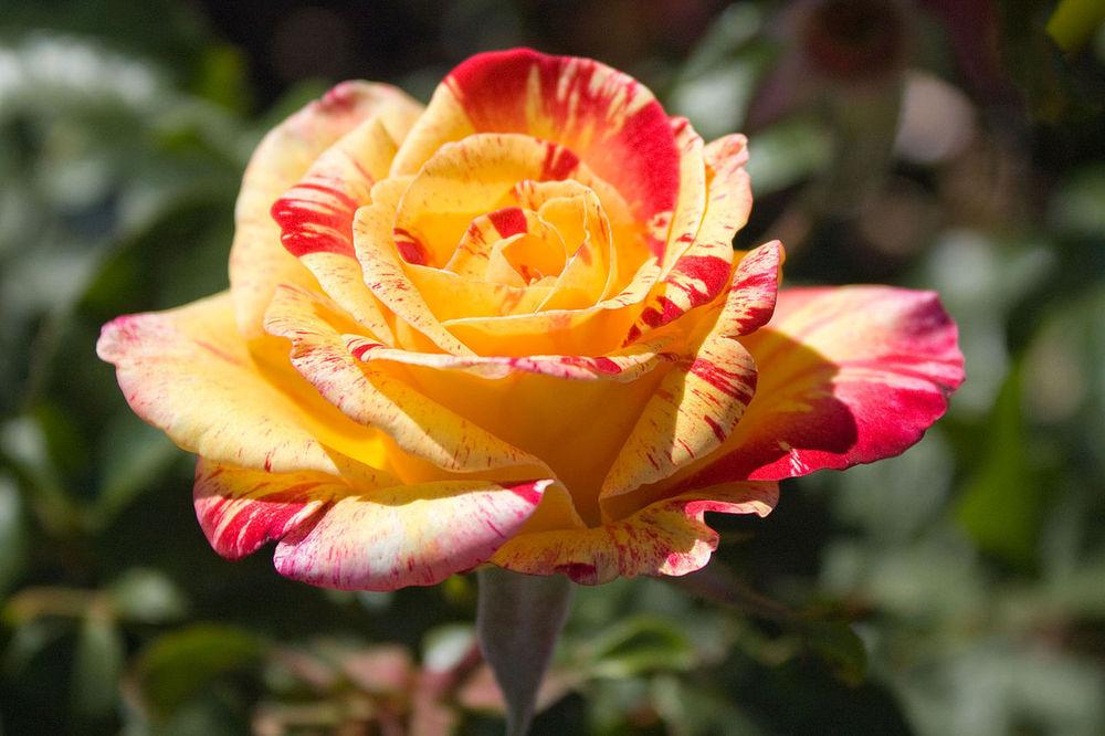 Photo of Rose (Rosa 'Camille Pissarro') uploaded by robertduval14