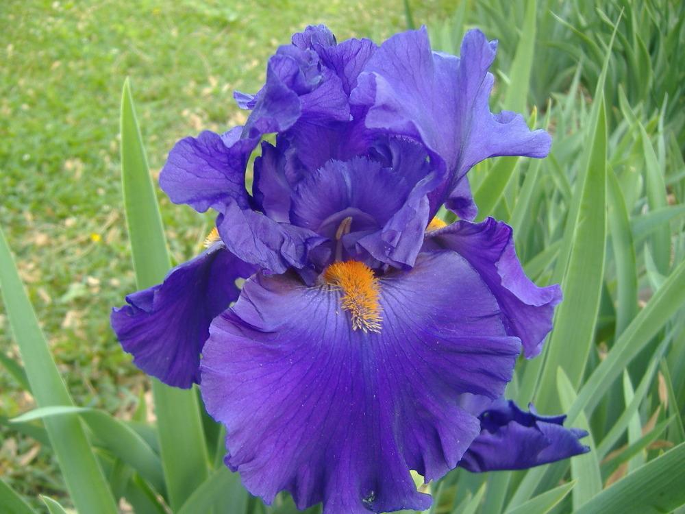 Photo of Tall Bearded Iris (Iris 'Paul Black') uploaded by tveguy3
