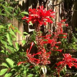 Location: Old Town, Fl
Date: 2015-11-12
I'm loving these bright red blooms in my FL 8b garden where it is