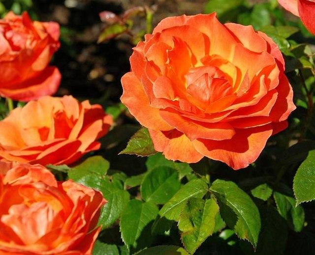 Photo of Floribunda Rose (Rosa 'Livin' Easy') uploaded by robertduval14