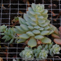 Location: At our garden - San Joaquin County, CA
Date: 2015-11-11 - Fall Season
Photo update of my Echeveria derenbergii