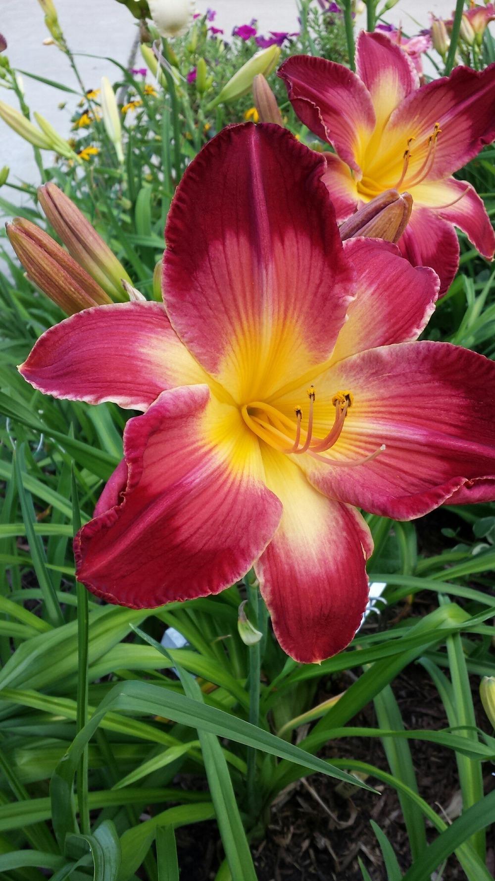 Photo of Daylily (Hemerocallis 'So They Met in Georgia') uploaded by Ahead