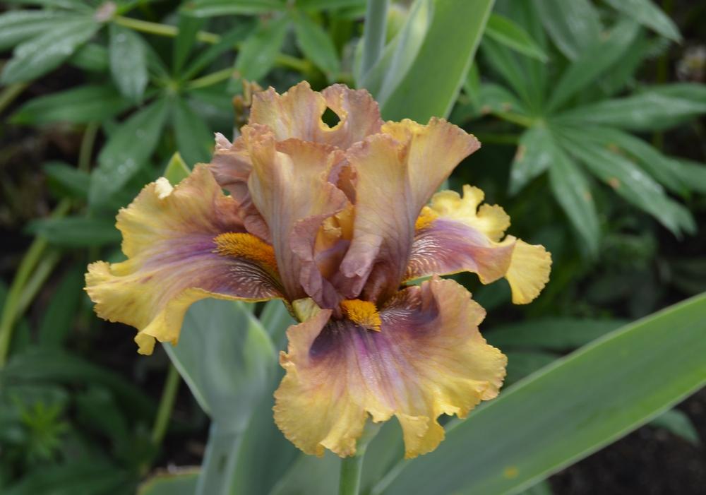 Photo of Tall Bearded Iris (Iris 'Harvest Maiden') uploaded by KentPfeiffer