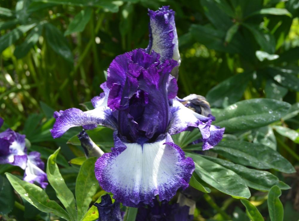 Photo of Tall Bearded Iris (Iris 'Grapetizer') uploaded by KentPfeiffer