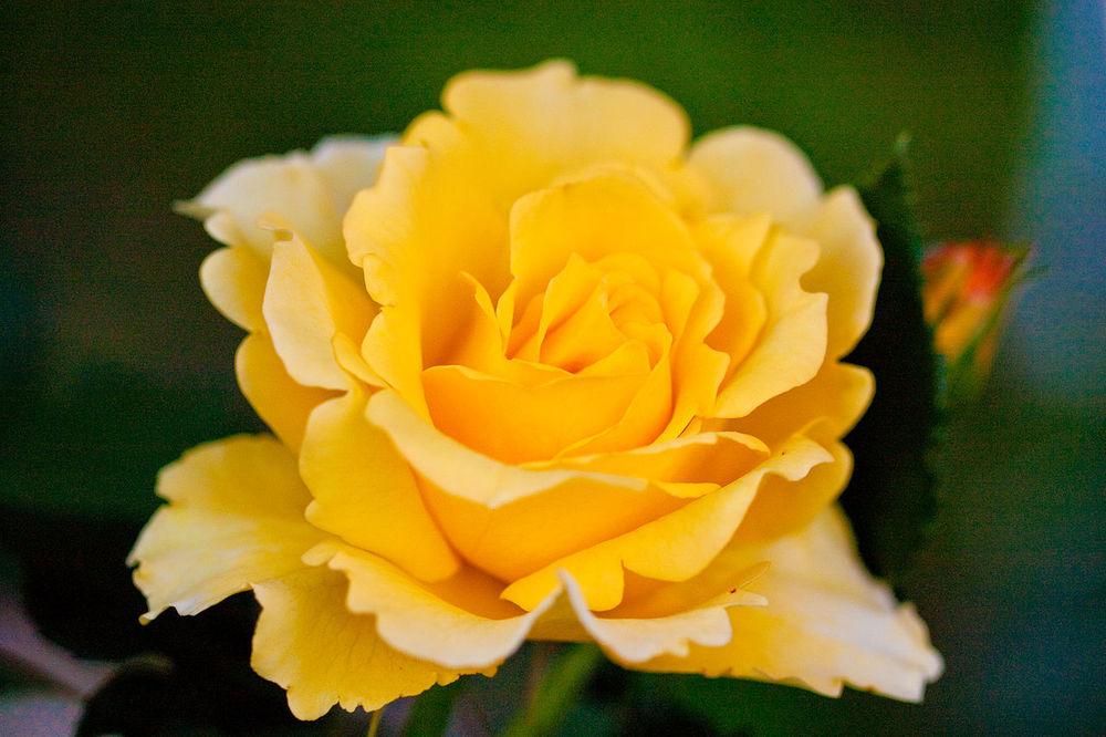 Photo of Rose (Rosa 'Gold Badge, Cl.') uploaded by robertduval14
