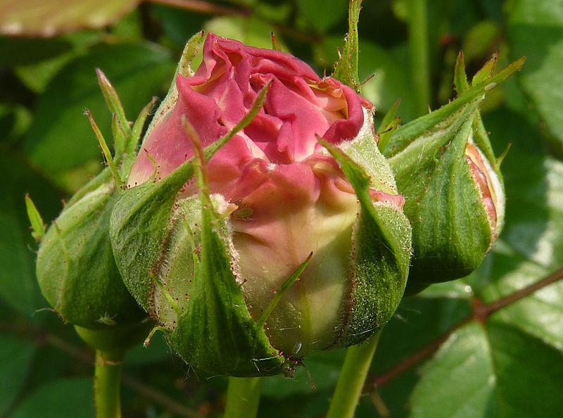 Photo of Rose (Rosa 'Gruss an Aachen') uploaded by robertduval14