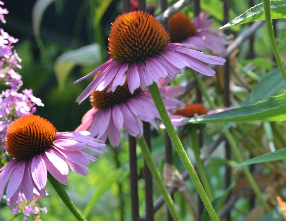 Photo of Coneflowers (Echinacea) uploaded by HollyAnnS