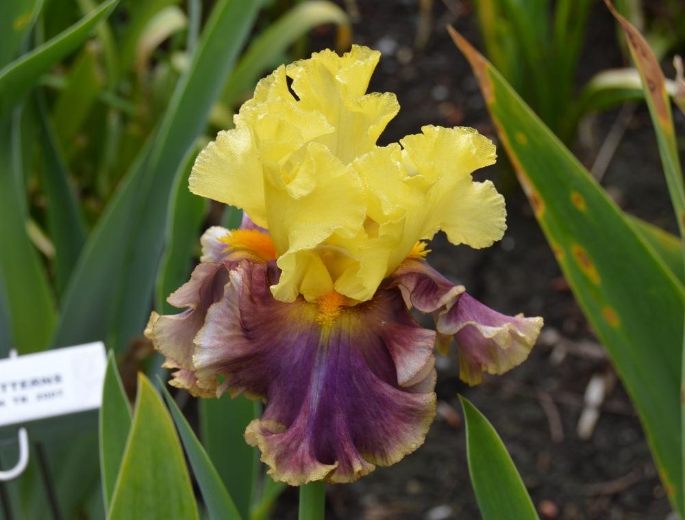 Photo of Tall Bearded Iris (Iris 'In the News') uploaded by KentPfeiffer