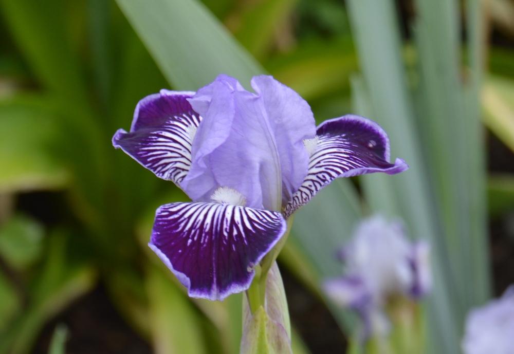 Photo of Miniature Tall Bearded Iris (Iris 'Hoosier Belle') uploaded by KentPfeiffer