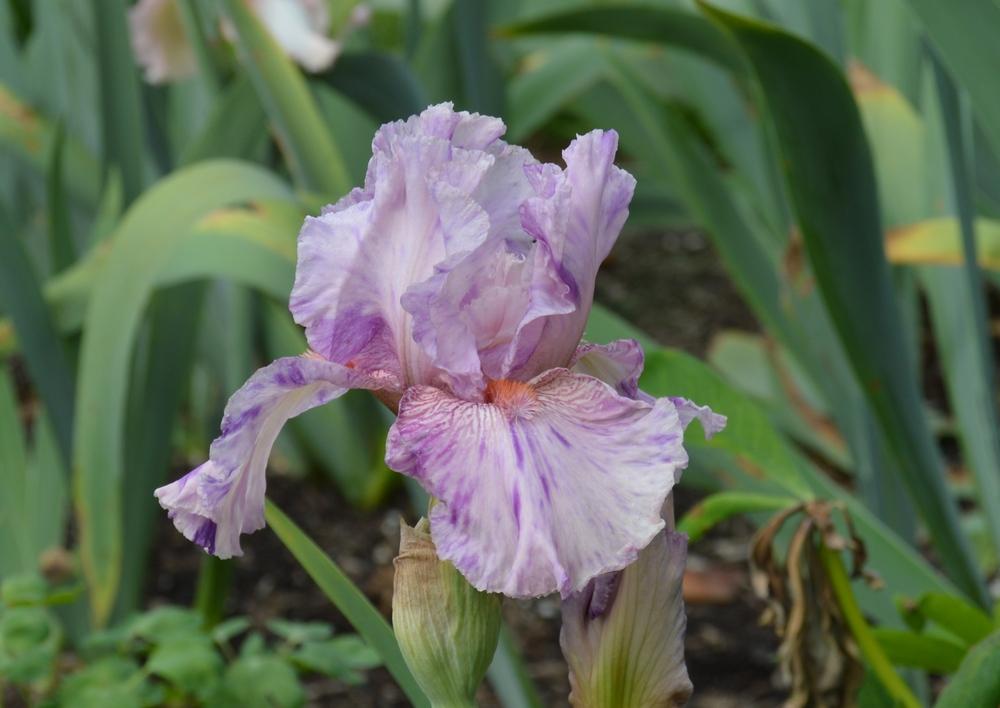 Photo of Tall Bearded Iris (Iris 'Isn't This Something') uploaded by KentPfeiffer