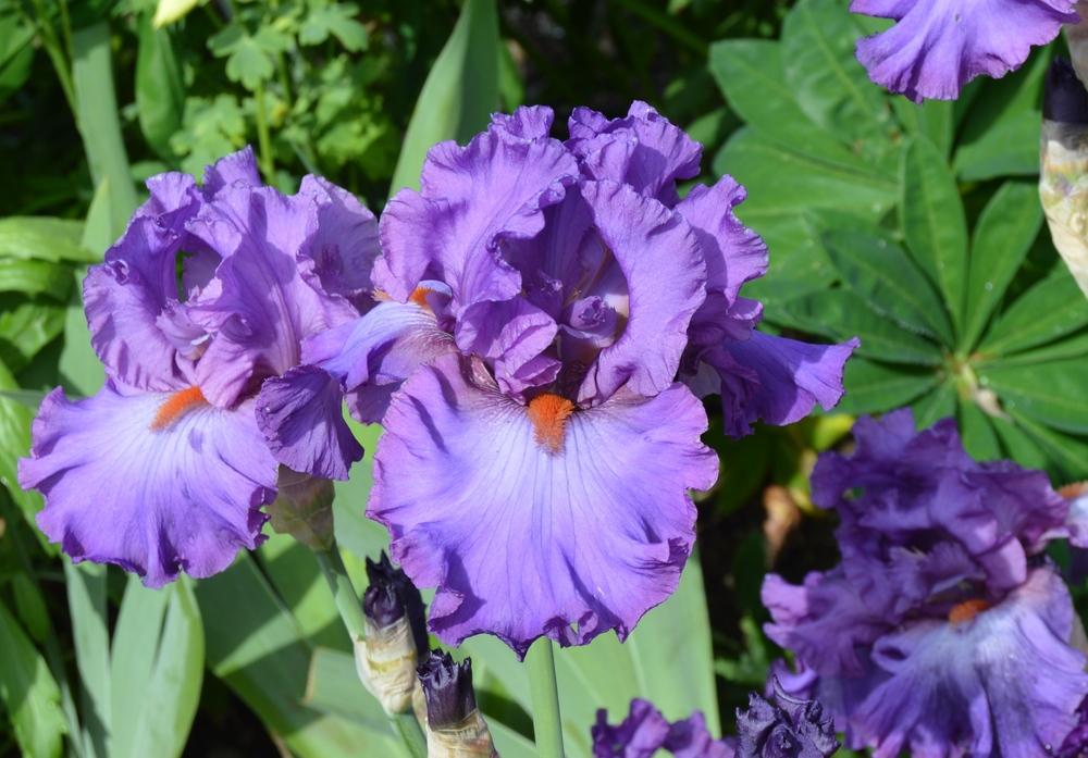 Photo of Tall Bearded Iris (Iris 'Imperial Reign') uploaded by KentPfeiffer