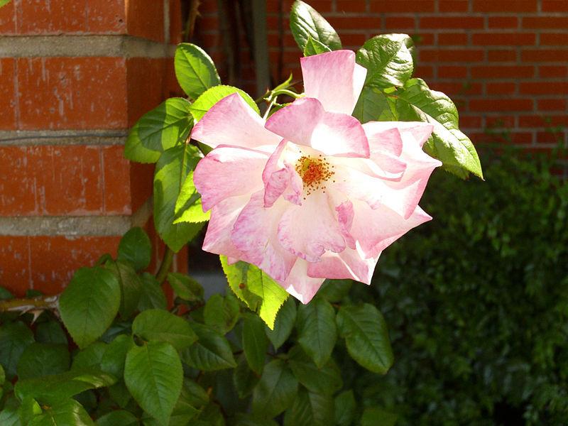 Photo of Rose (Rosa 'Handel') uploaded by robertduval14