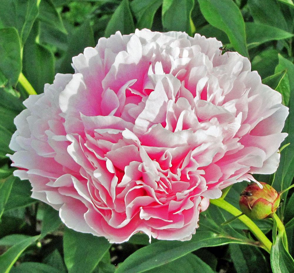Photo of Peonies (Paeonia) uploaded by TBGDN