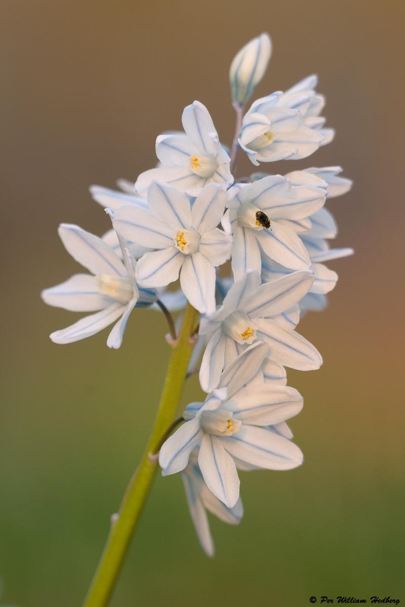 Photo of Striped Squill (Puschkinia scilloides) uploaded by William