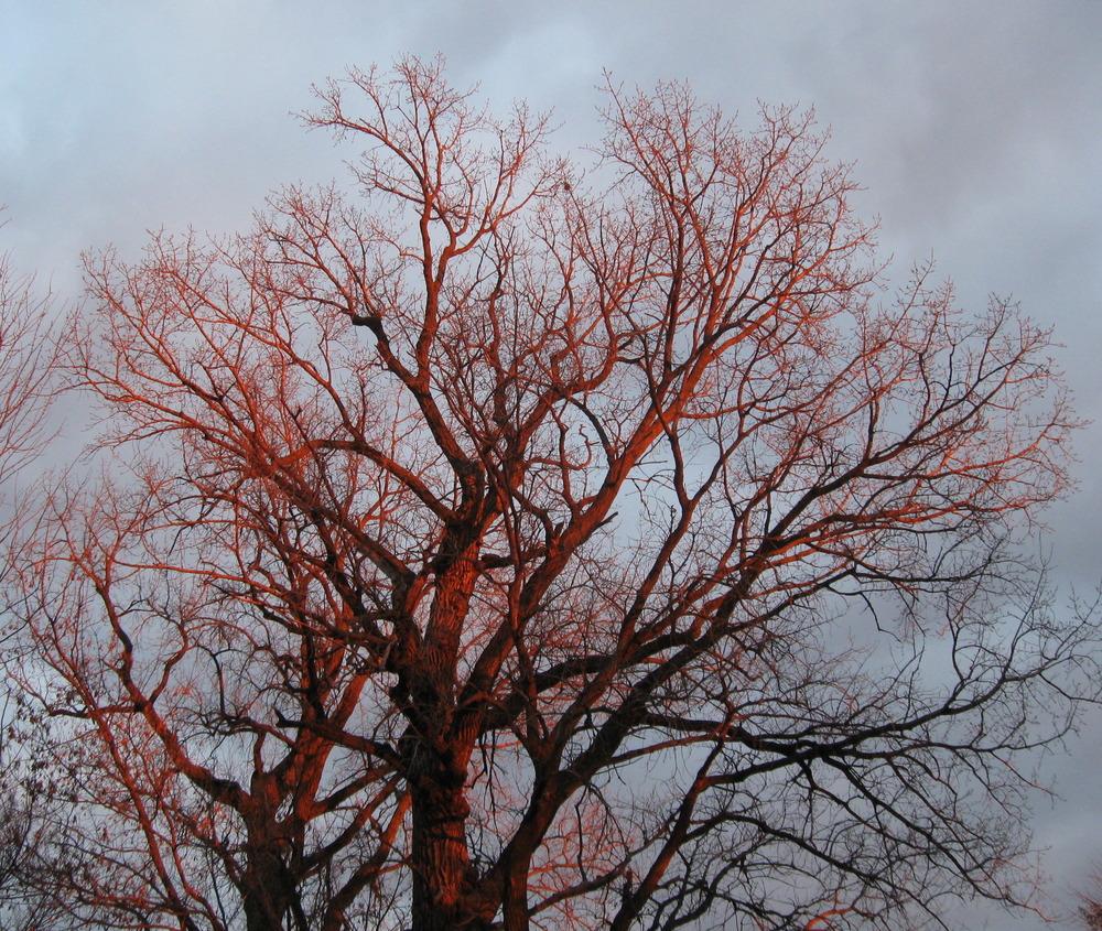Photo of Eastern Cottonwood (Populus deltoides) uploaded by alwaysbehindMN