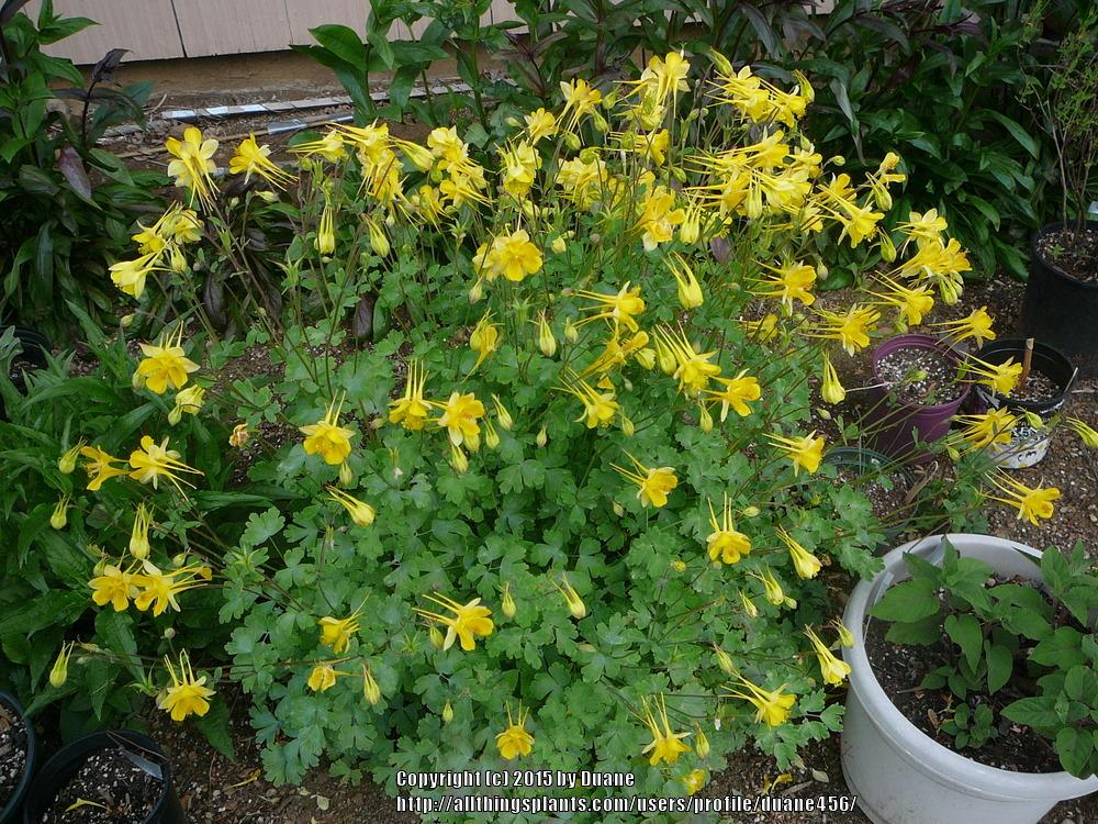 Photo of Golden Columbine (Aquilegia chrysantha) uploaded by duane456