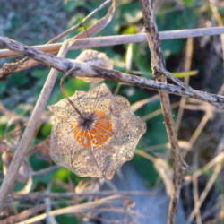 Location:  Indiana  zone 5
Date: 2015-11-16
late fall dry pod/ fruit inside