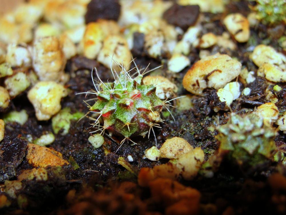 Photo of Chin Cactus (Gymnocalycium mihanovichii) uploaded by keithp2012