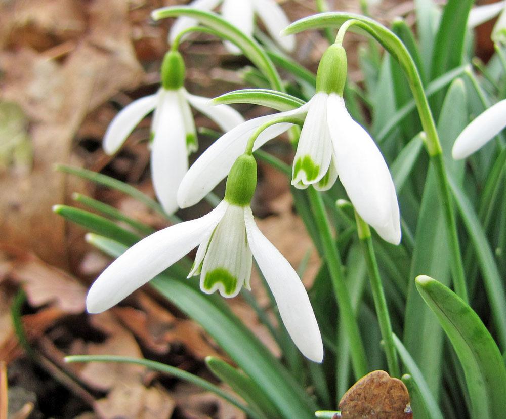Photo of Snowdrop (Galanthus nivalis) uploaded by TBGDN