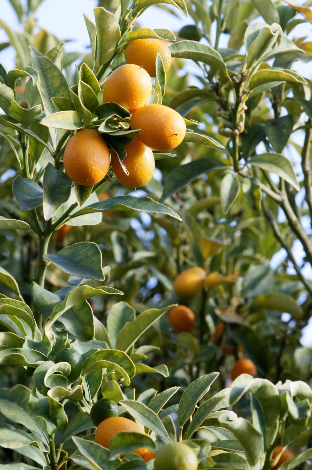 Photo of Kumquat (Citrus japonica) uploaded by cliftoncat