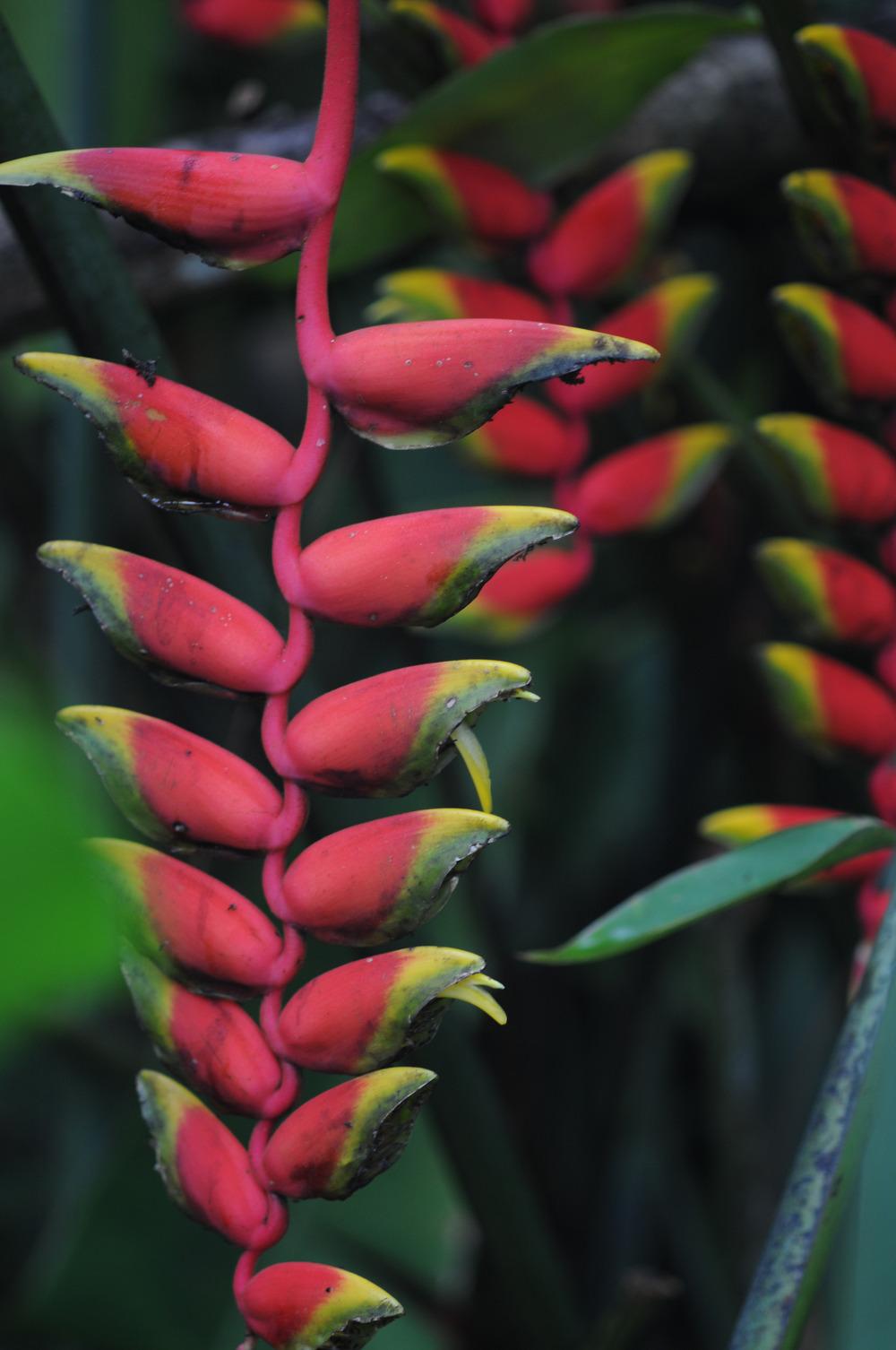 Photo of Hanging Lobster Claw (Heliconia rostrata) uploaded by cliftoncat