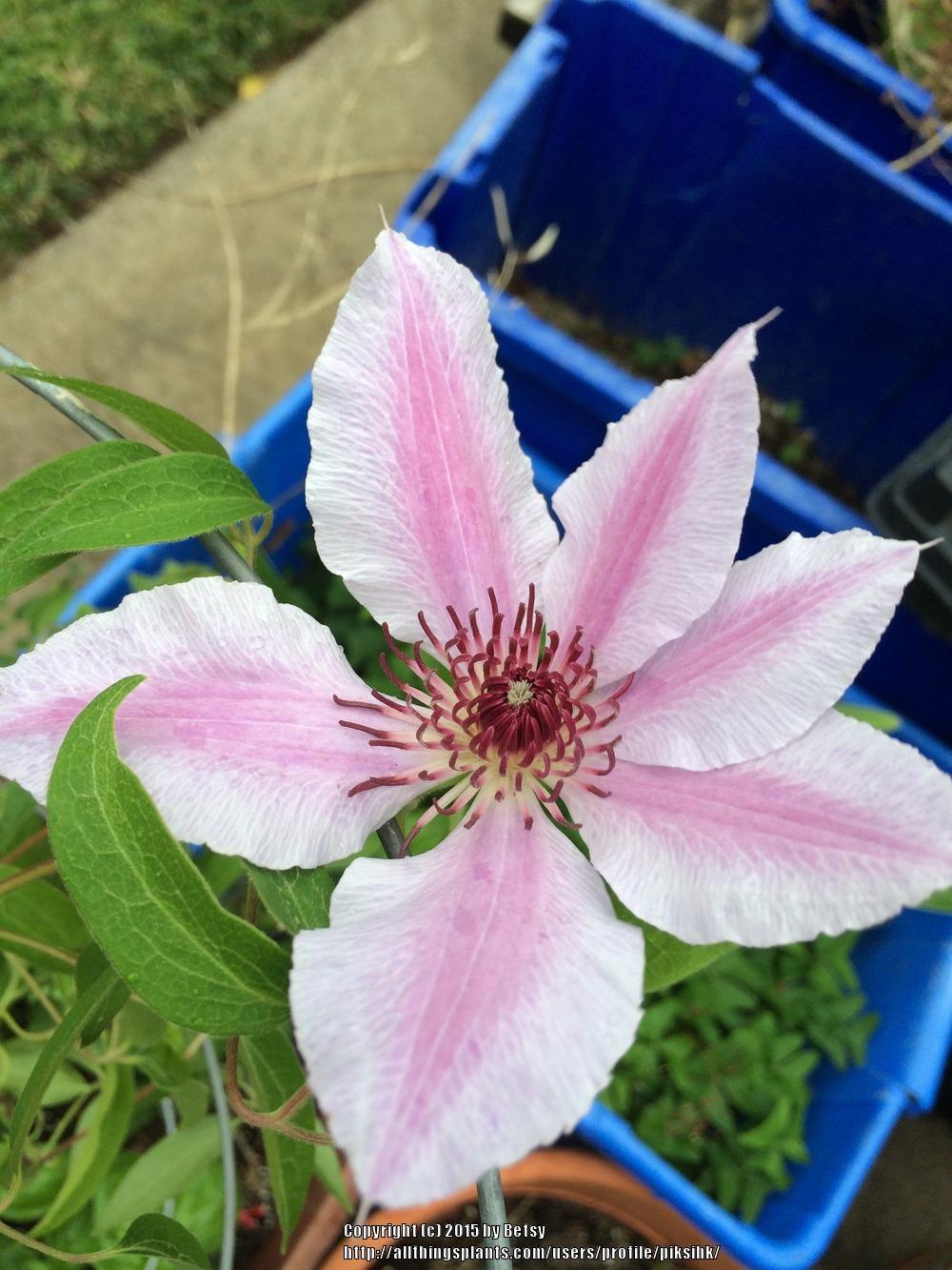 Photo of Clematis uploaded by piksihk