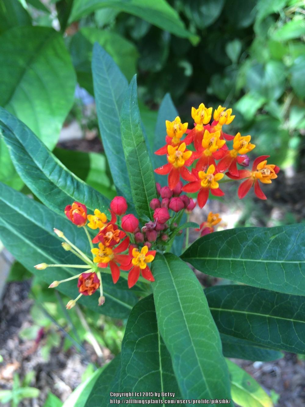 Photo of Tropical Milkweed (Asclepias curassavica) uploaded by piksihk