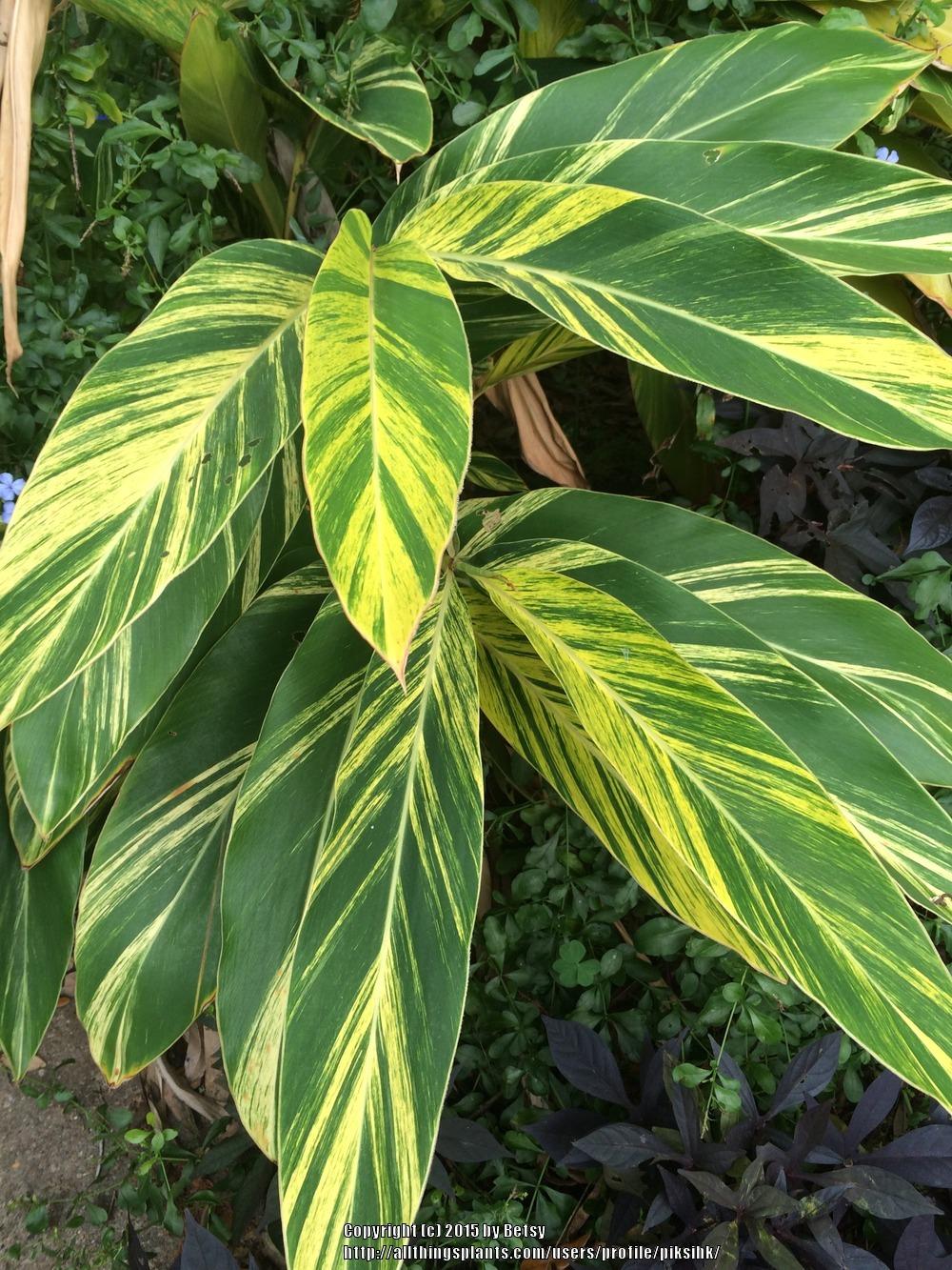 Photo of Variegated Shell Ginger (Alpinia zerumbet 'Variegata') uploaded by piksihk