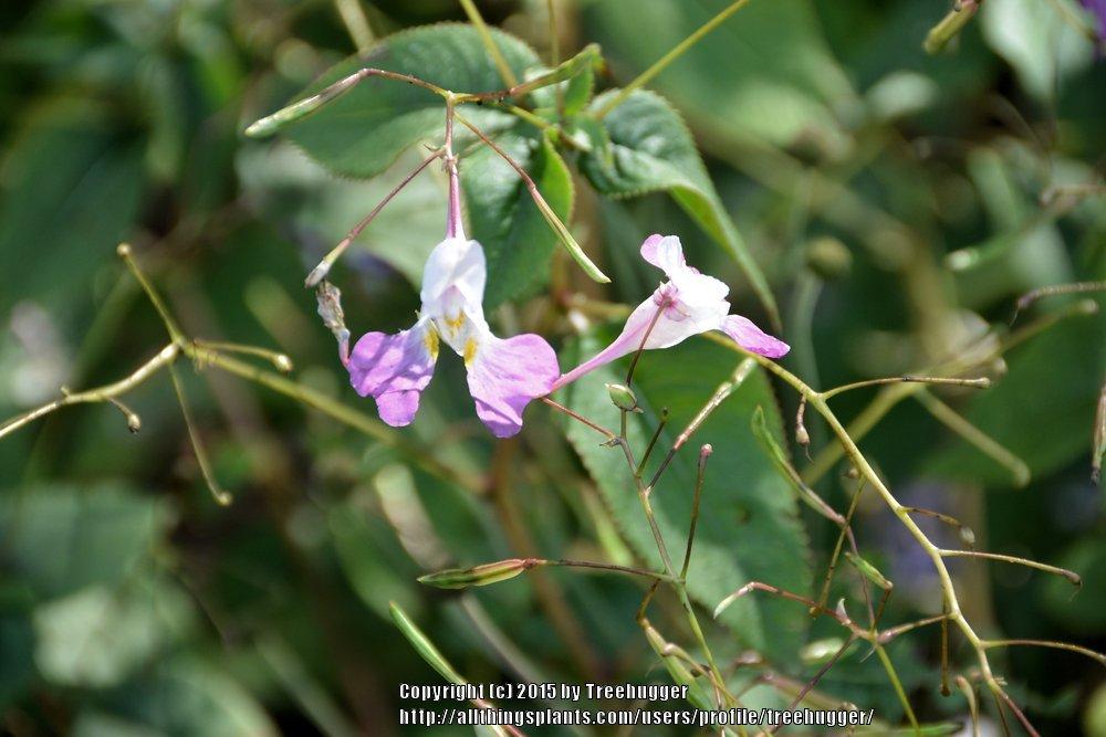 Photo of Poor Man's Orchid (Impatiens balfourii) uploaded by treehugger