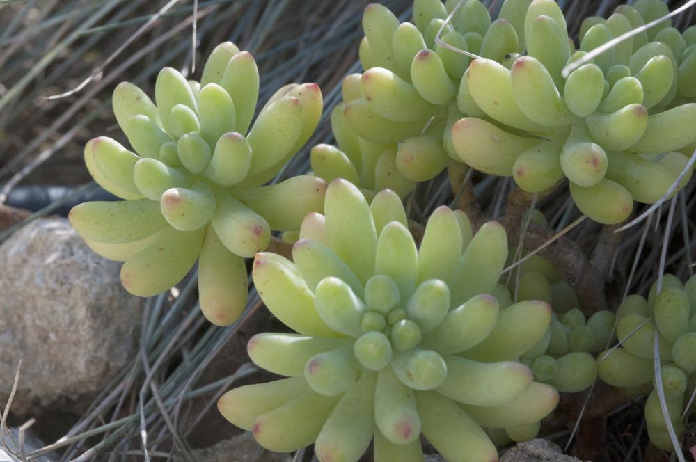 Photo of Many Fingers (Sedum pachyphyllum) uploaded by cliftoncat