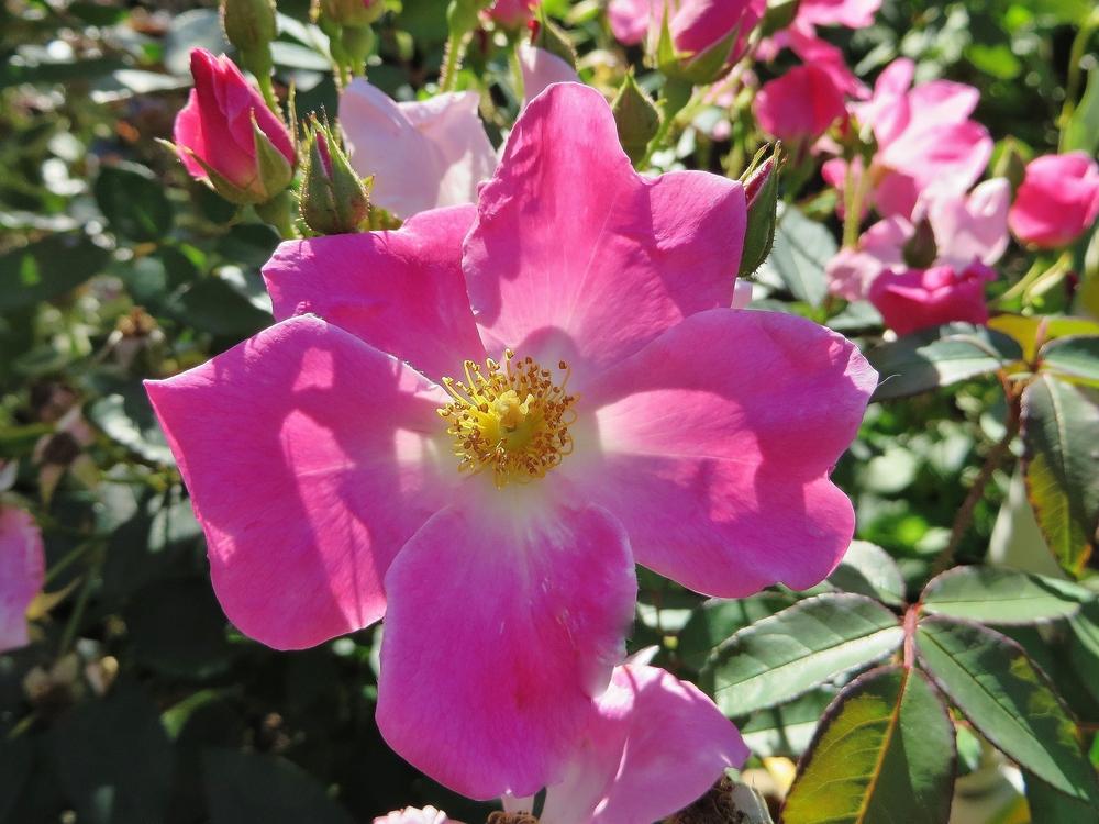 Photo of Rose (Rosa 'Nearly Wild') uploaded by foraygardengirl