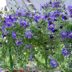 Location: My apartment in Santiago, Chile, a long time ago
Date: Spring
These were the first T. azureum I grew from seeds while I still l