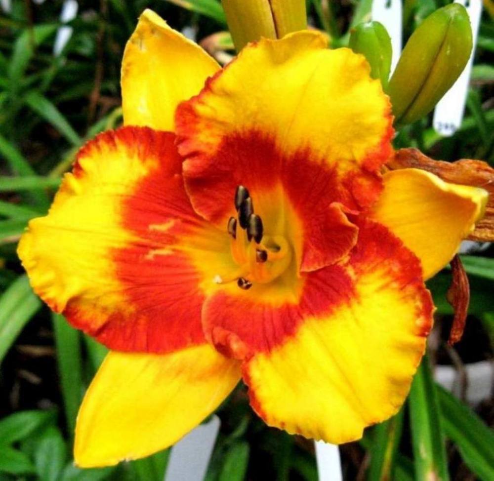 Photo of Daylily (Hemerocallis 'Adorable Tiger') uploaded by Sscape