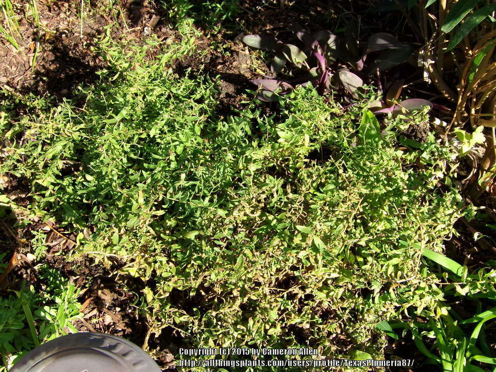 Photo of Aromatic Aster (Symphyotrichum oblongifolium) uploaded by TexasPlumeria87