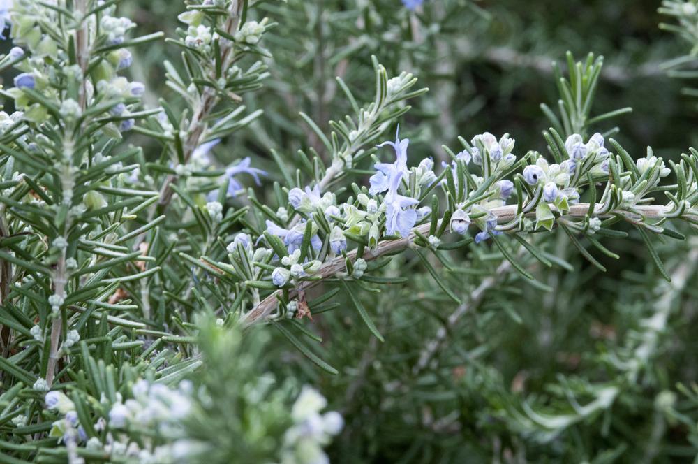 Photo of Prostrate Rosemary (Salvia rosmarinus 'Prostratus') uploaded by cliftoncat