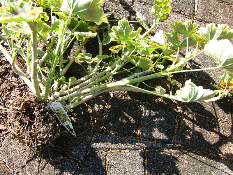 Photo of Zonal Geranium (Pelargonium x hortorum 'Mrs. Pollock') uploaded by pirl