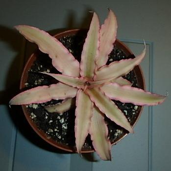 Photo of Earth Star (Cryptanthus bivittatus 'Pink Starlite') uploaded by stilldew