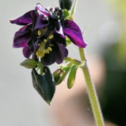 Location: My garden in N E Pa. 
Date: 2015
Dark purple flowers