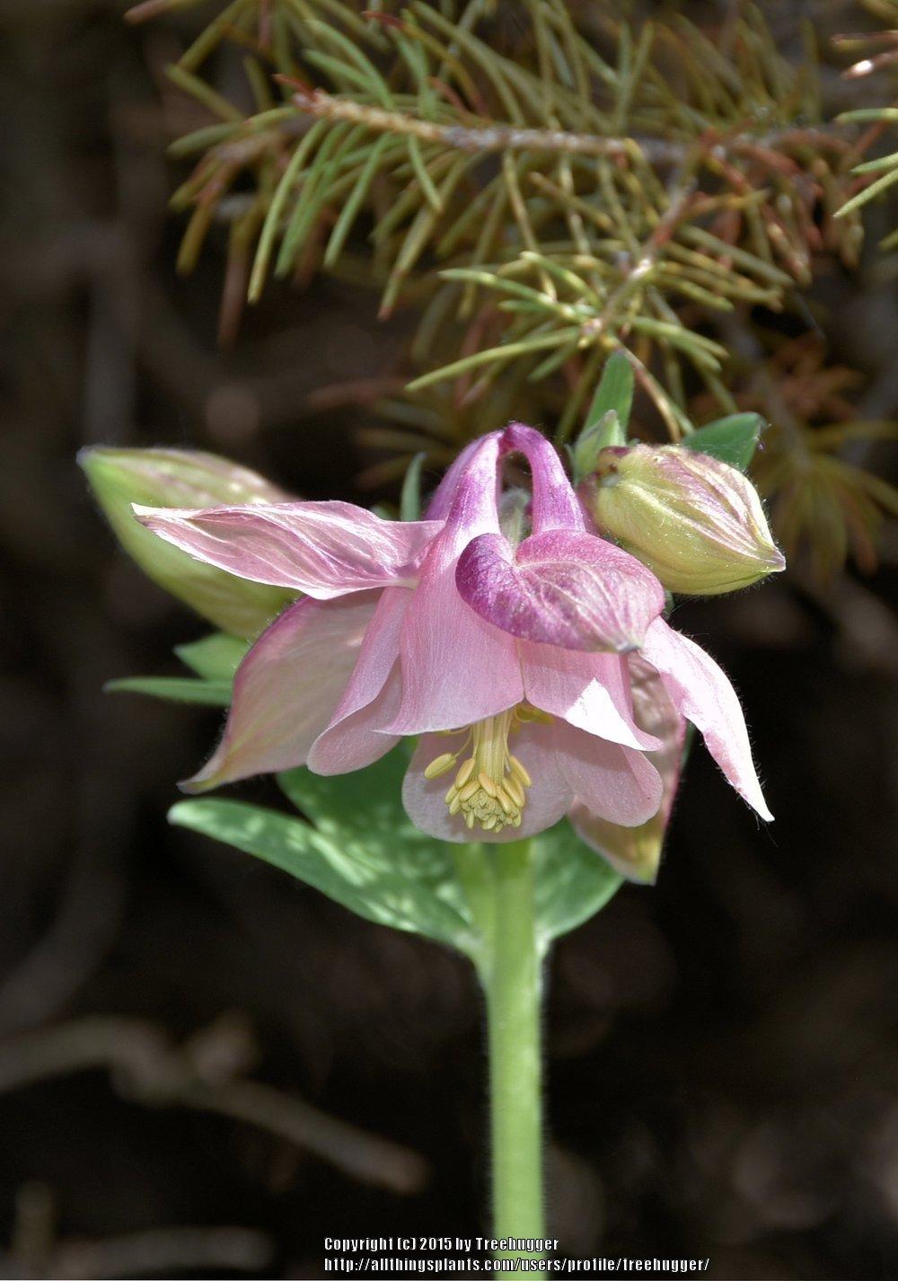 Photo of Columbine (Aquilegia vulgaris) uploaded by treehugger