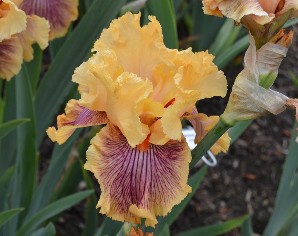 Photo of Tall Bearded Iris (Iris 'Jeanne Clay Plank') uploaded by KentPfeiffer