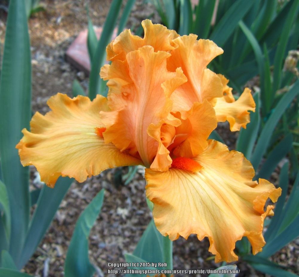 Photo of Tall Bearded Iris (Iris 'Molten Flame') uploaded by UndertheSun