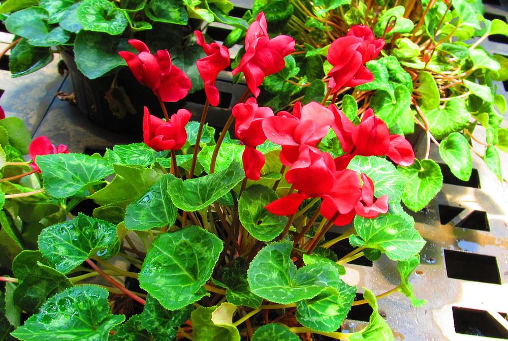 Photo of Sowbread (Cyclamen) uploaded by jmorth