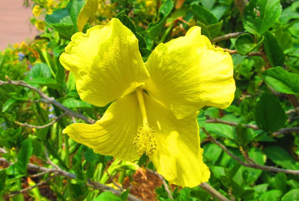 Photo of Hibiscus uploaded by jmorth