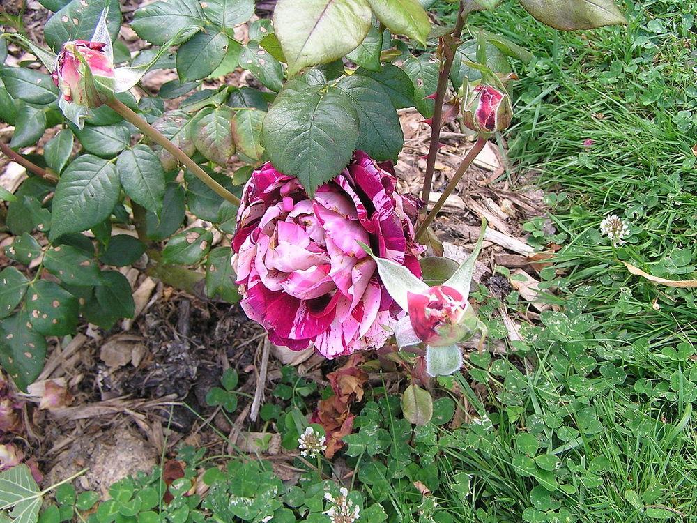 Photo of Rose (Rosa 'Julio Iglesias') uploaded by robertduval14