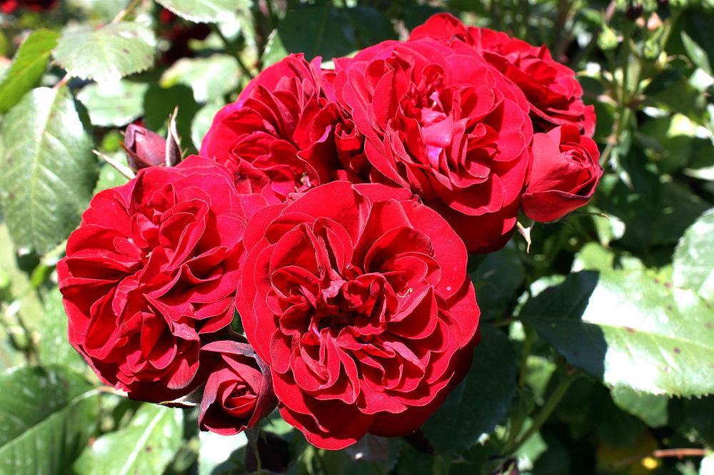 Photo of Rose (Rosa 'Lavaglut') uploaded by robertduval14