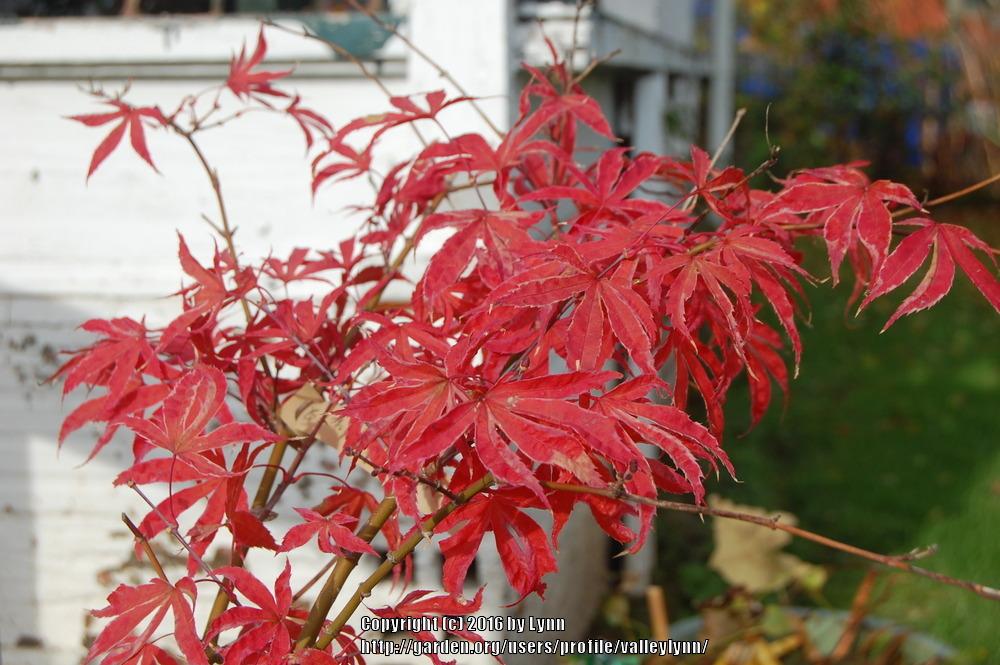 Photo of Japanese Maple (Acer palmatum 'Geisha Gone Wild') uploaded by valleylynn