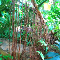 Location: Quad Cities Botanical Garden, Rock Island, Il.
Date: 2012-07-01