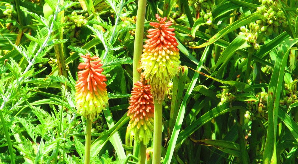 Photo of Torch Lilies (Kniphofia) uploaded by jmorth